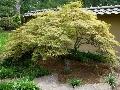 Crimson Queen Japanese Maple